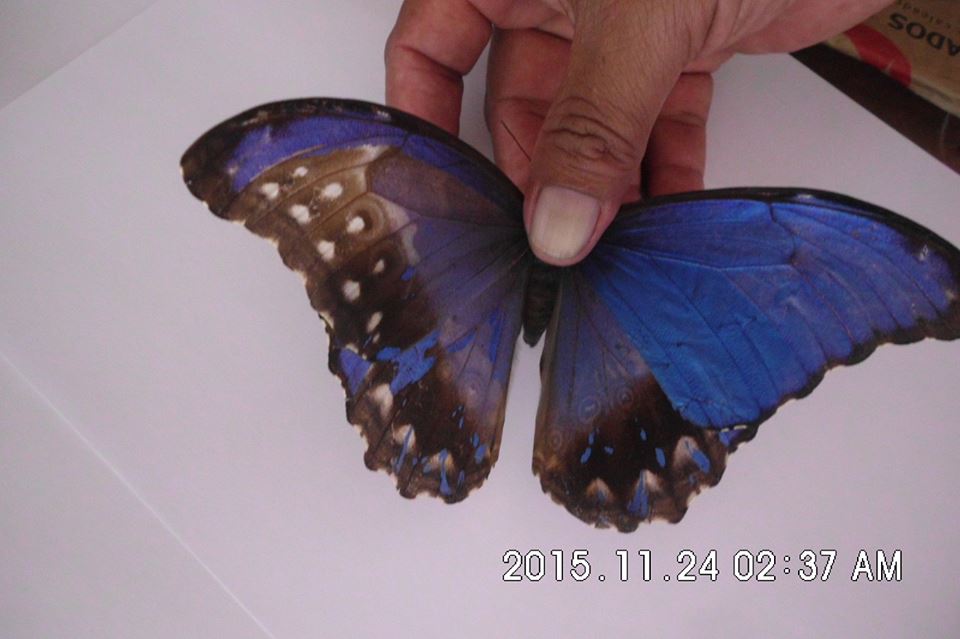 Morpho didius (gynandromorph, unmounted) 2 (Internet Image property of respective owner, non-commercial use only)